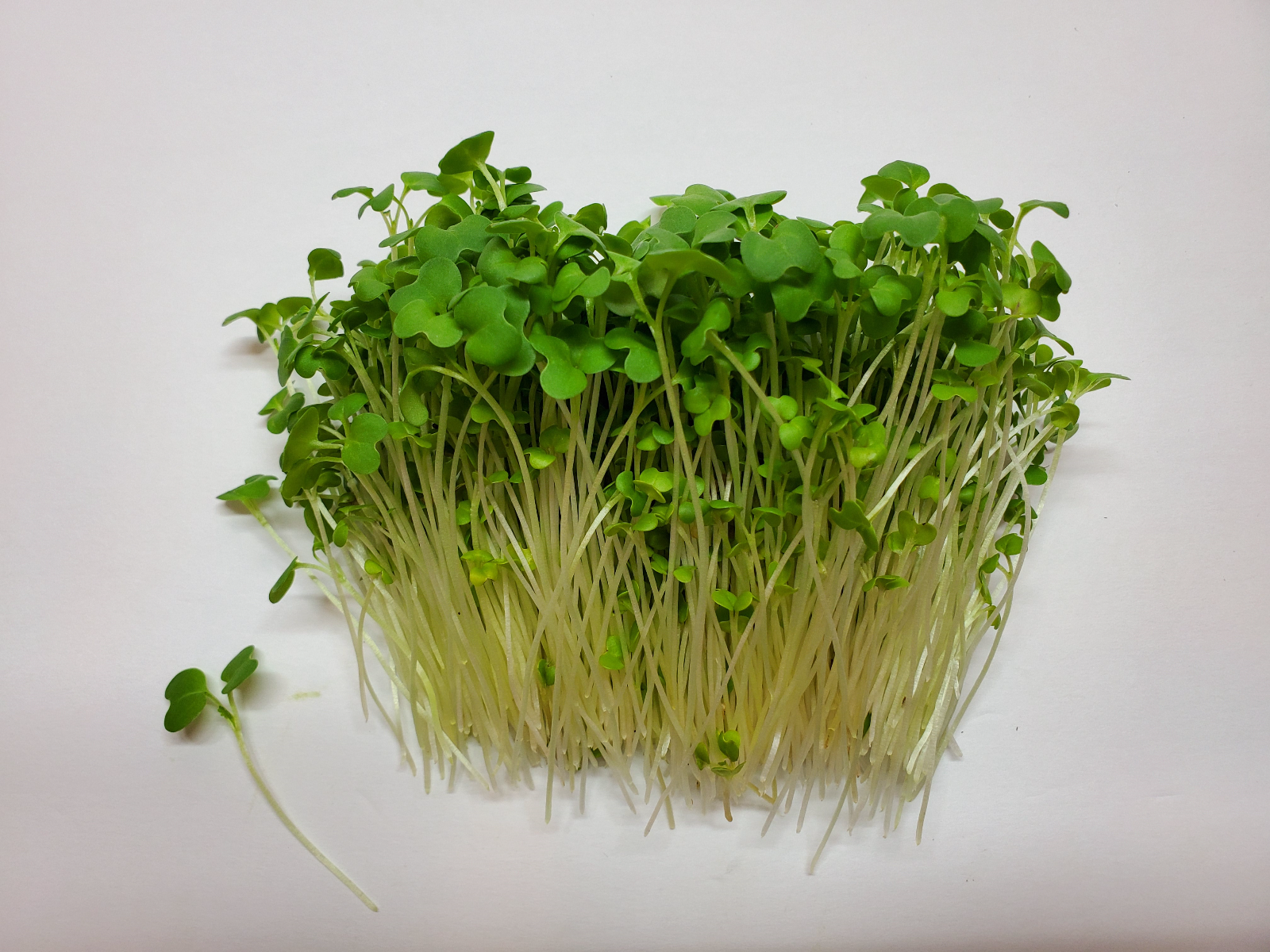 Wasabi Mustard Microgreens 1 oz Market Wagon Online Farmers Markets & Local Food Delivery